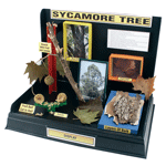 Sycamore Diorama